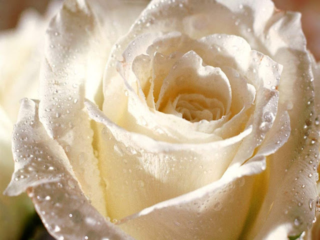     ,   ,   white roses flowers 